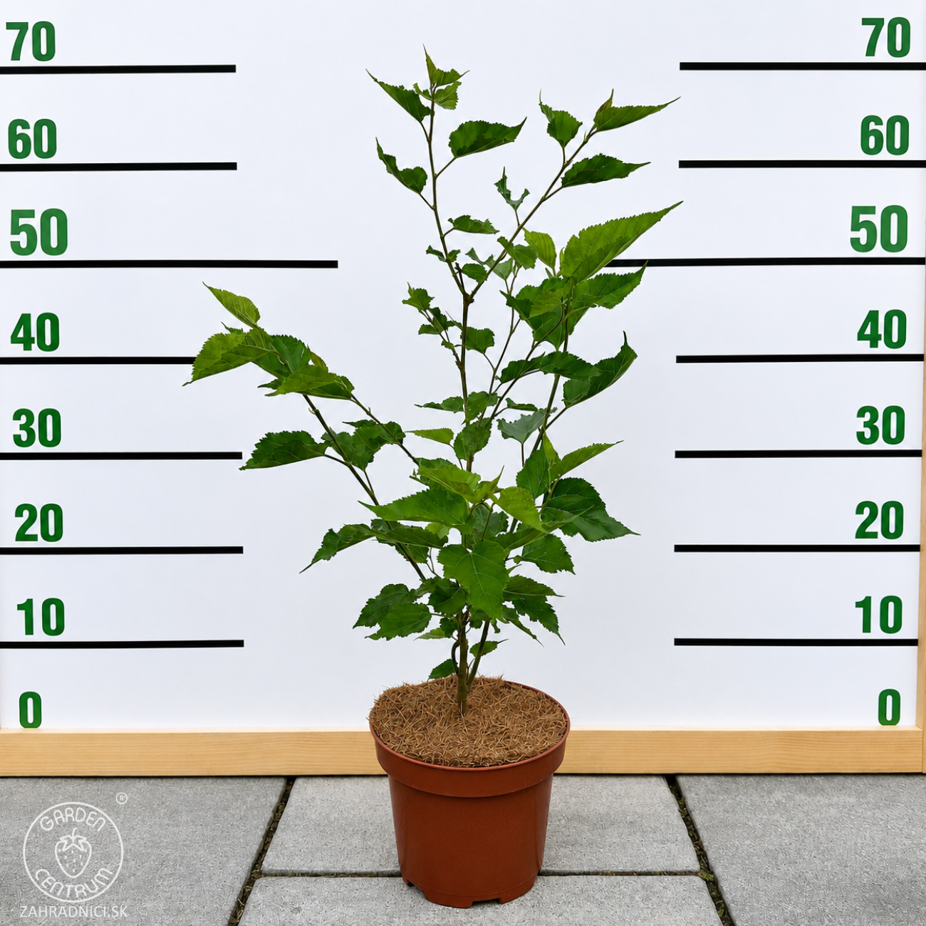 Obrázok Moruša trpasličia (Morus rotundiloba) 'Mojo Berry' ® - výška 50-60 cm, kont. C3L